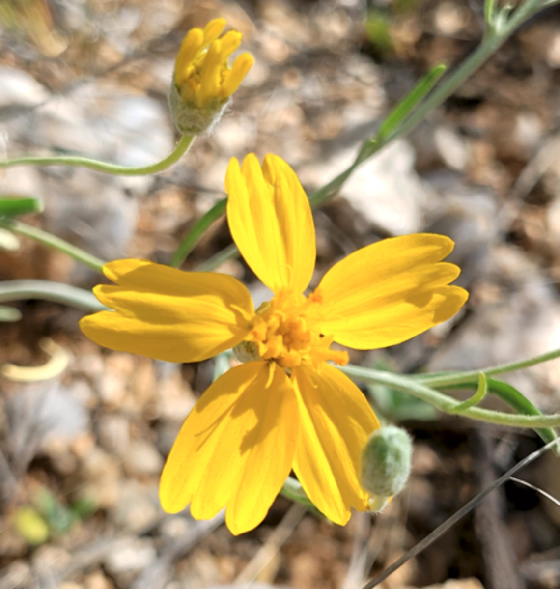 Psilostrophe cooperi flower