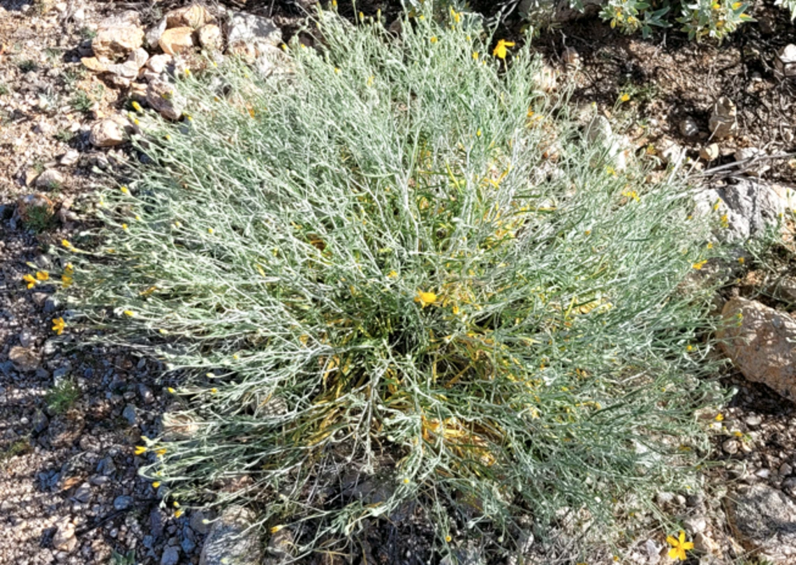 Psilostrophe cooperi