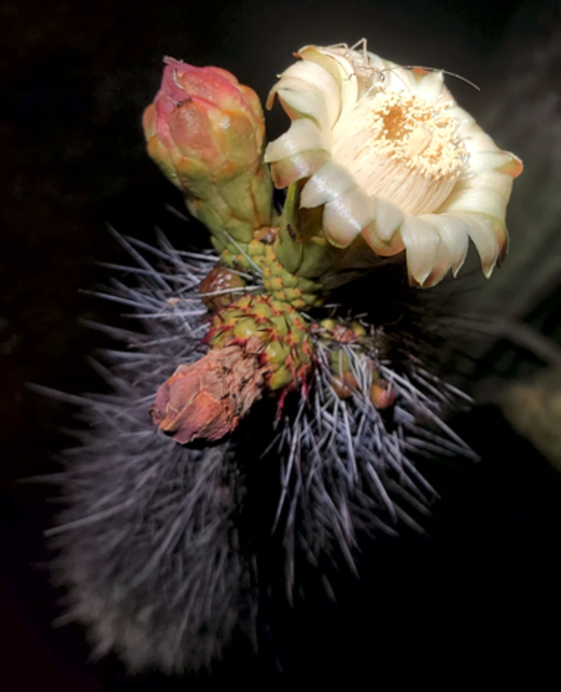 Stenocereus thurberi