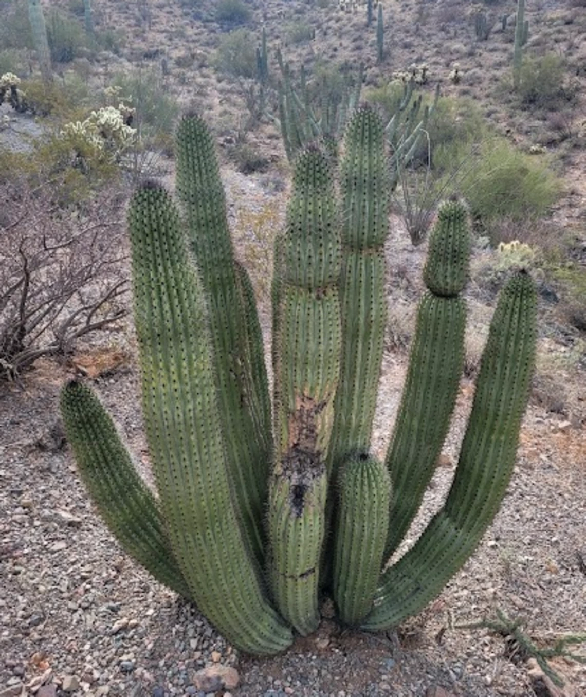 Stenocereus thurberi