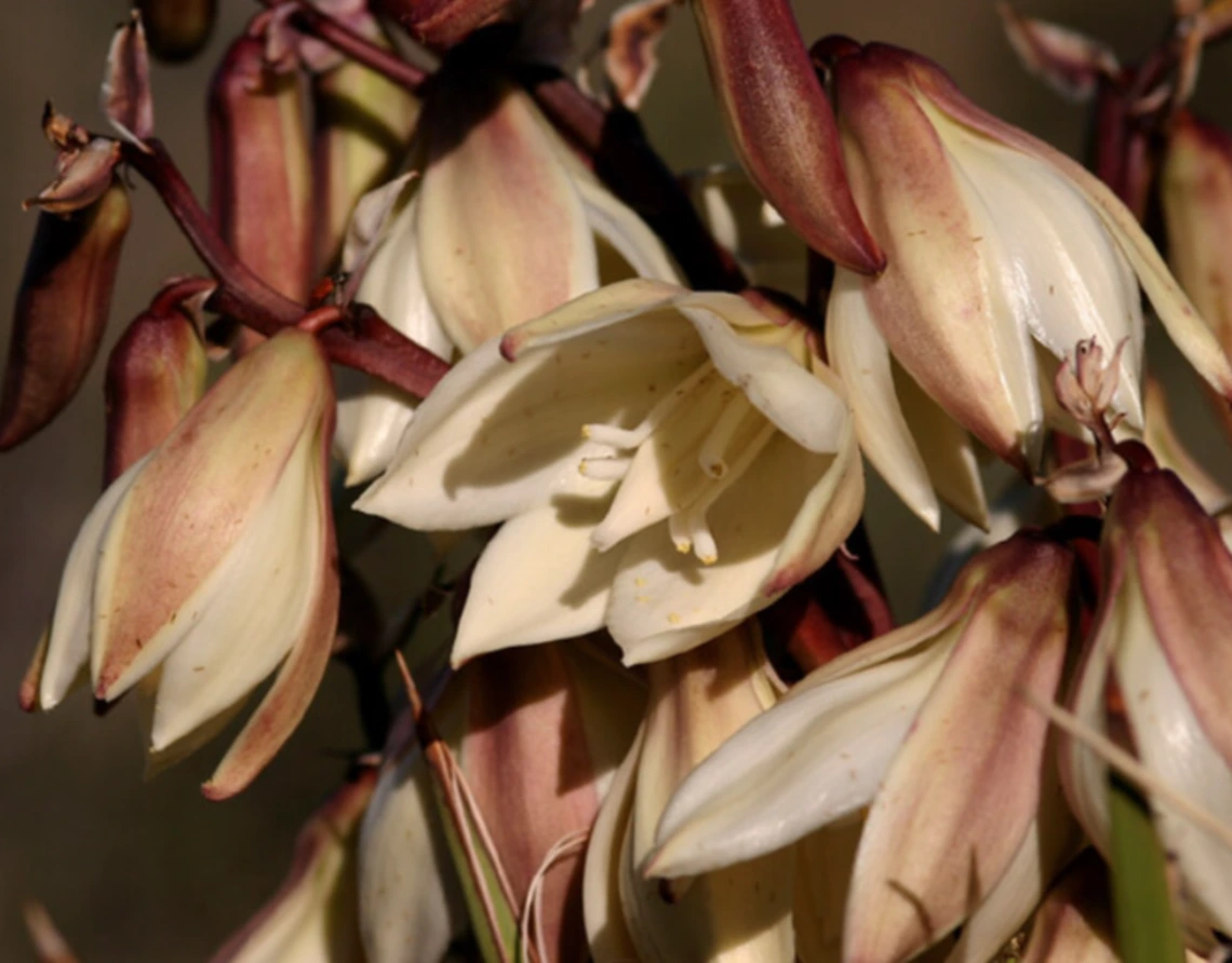 Yucca baccata flower