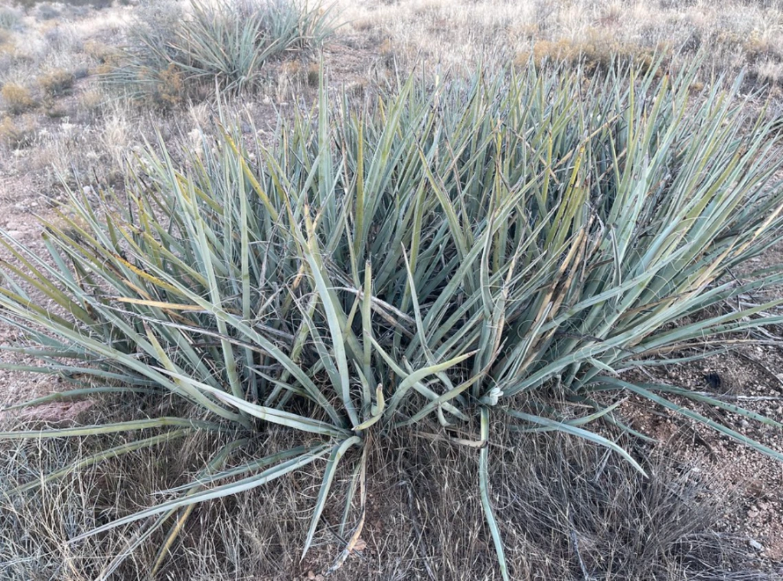 Yucca baccata full plant