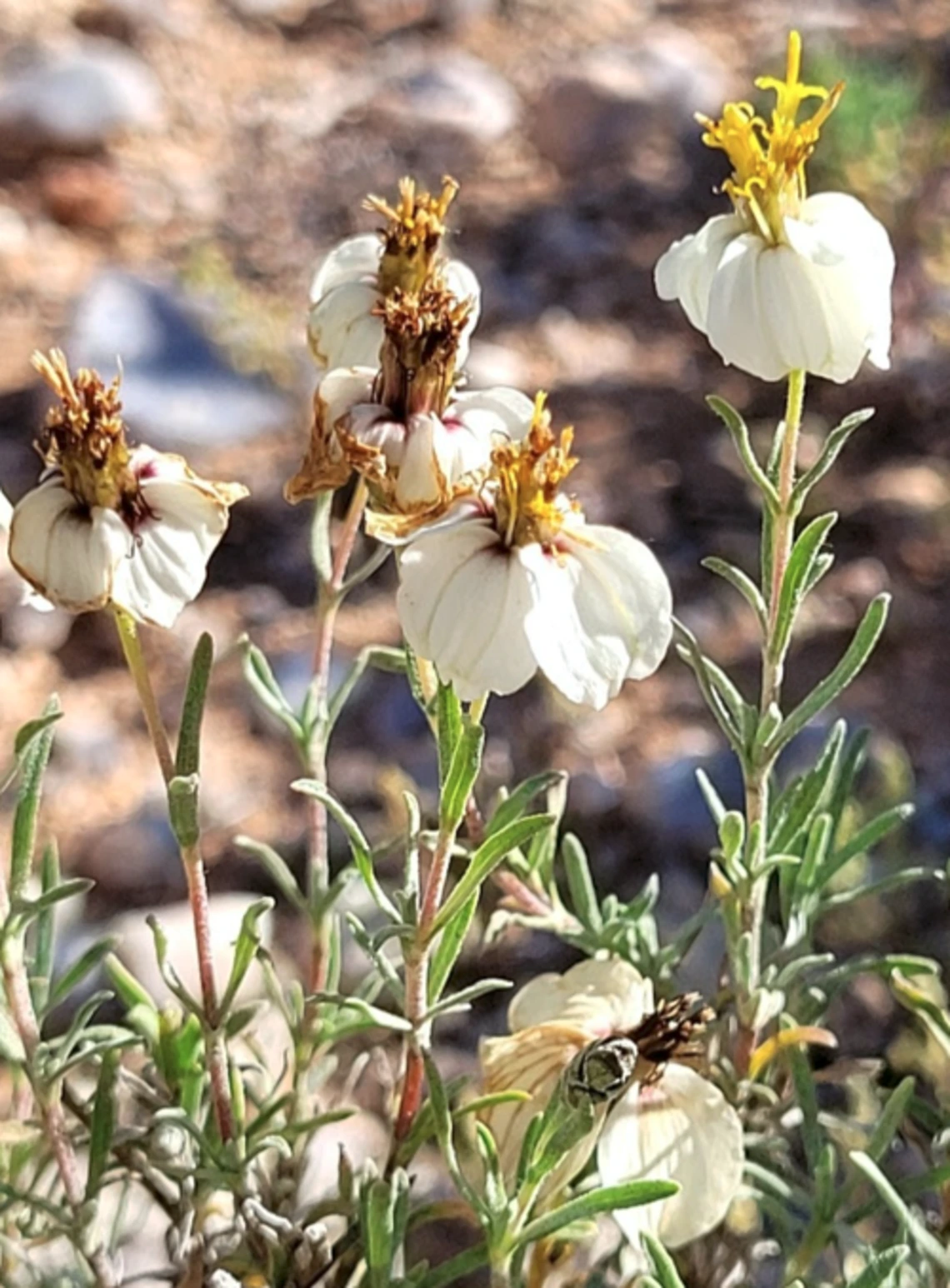 Zinnia acerosa flower