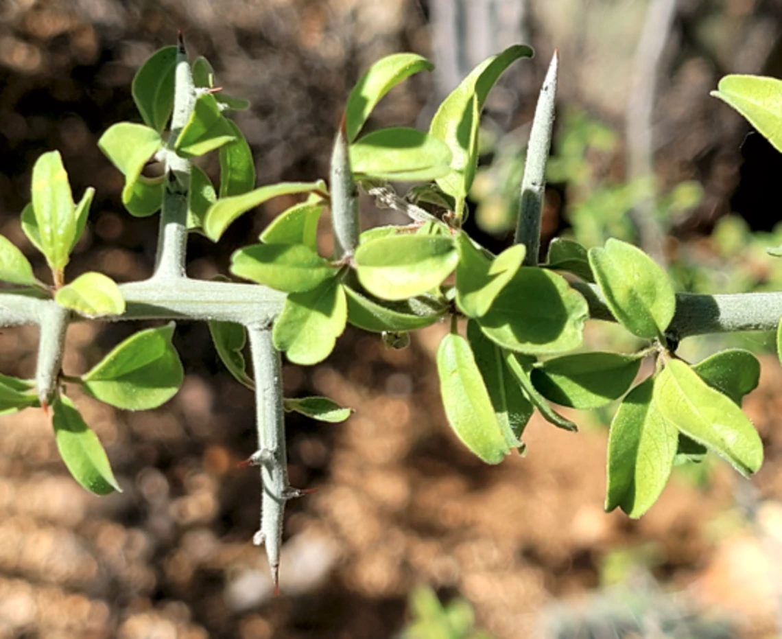 Ziziphus obtusifolia stem