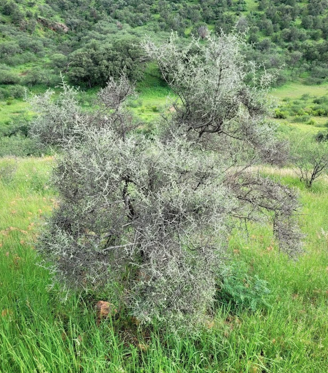 Ziziphus obtusifolia full plant