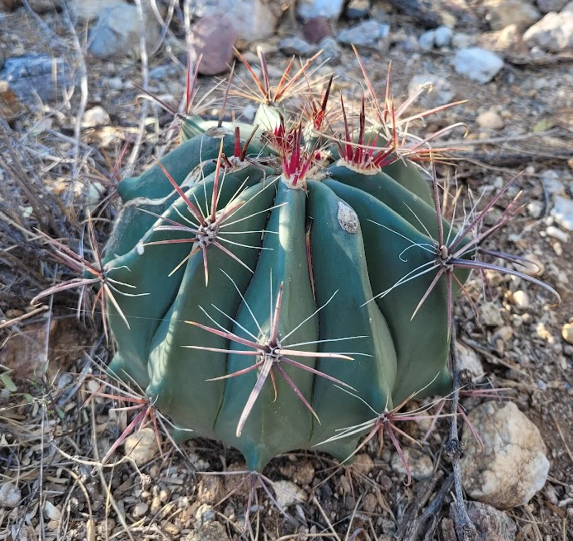 Ferocactus wislizeni young