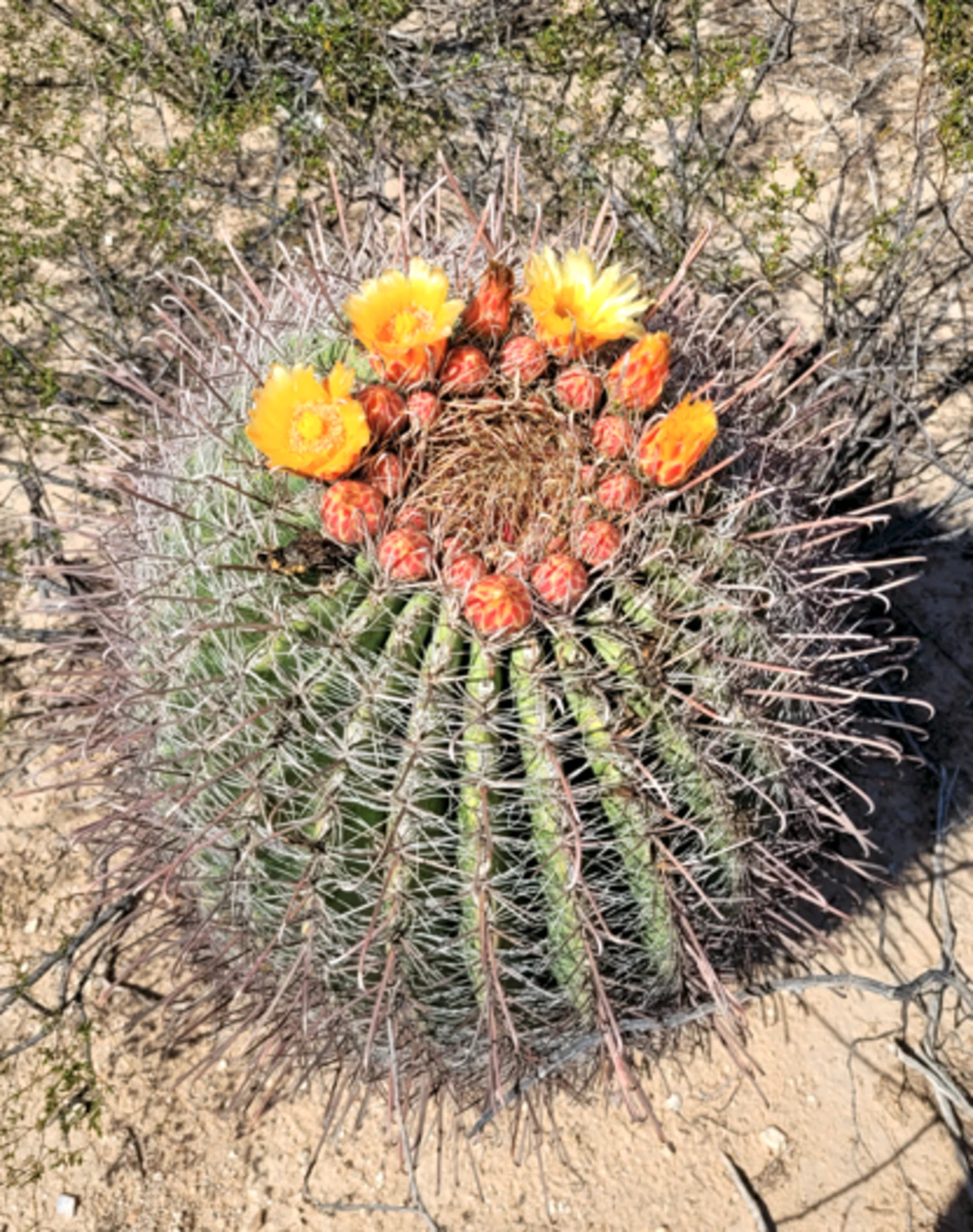 Ferocactus wislizeni flower