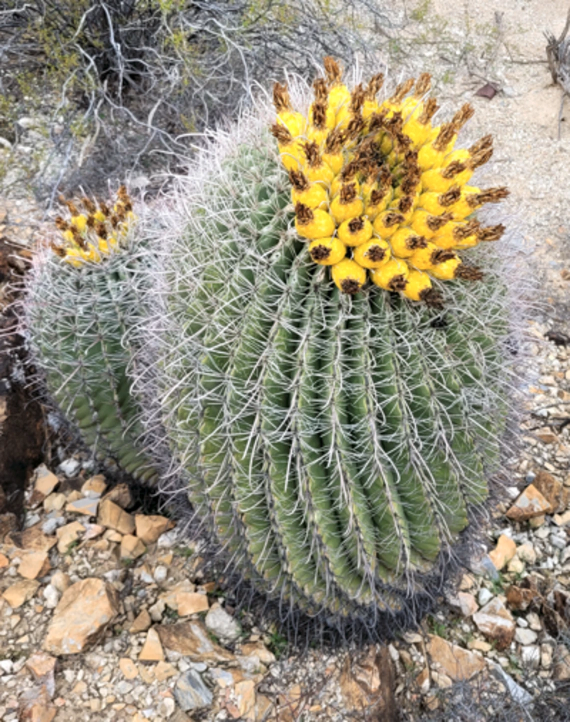 Ferocactus wislizeni fruit