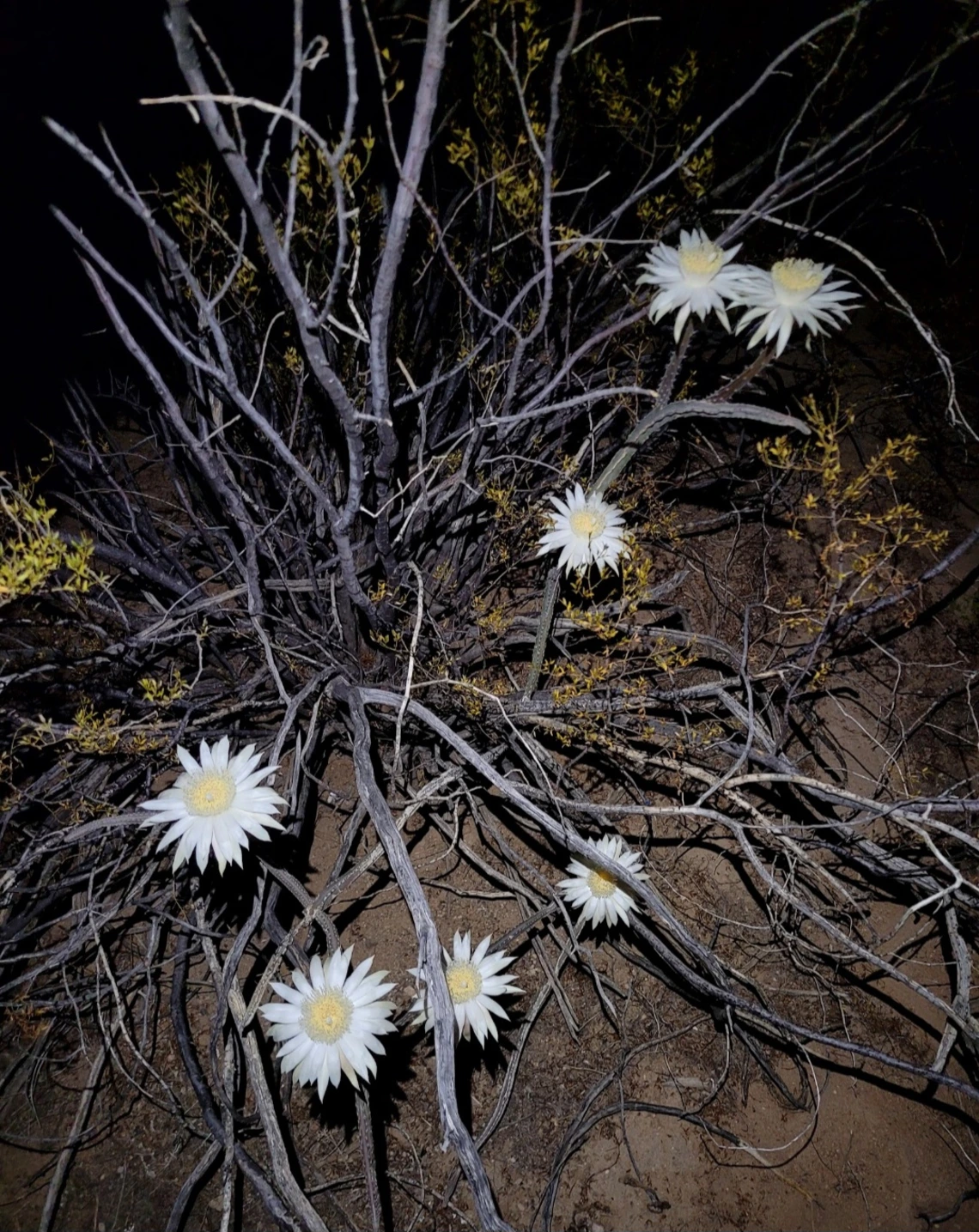 Peniocereus greggii flower