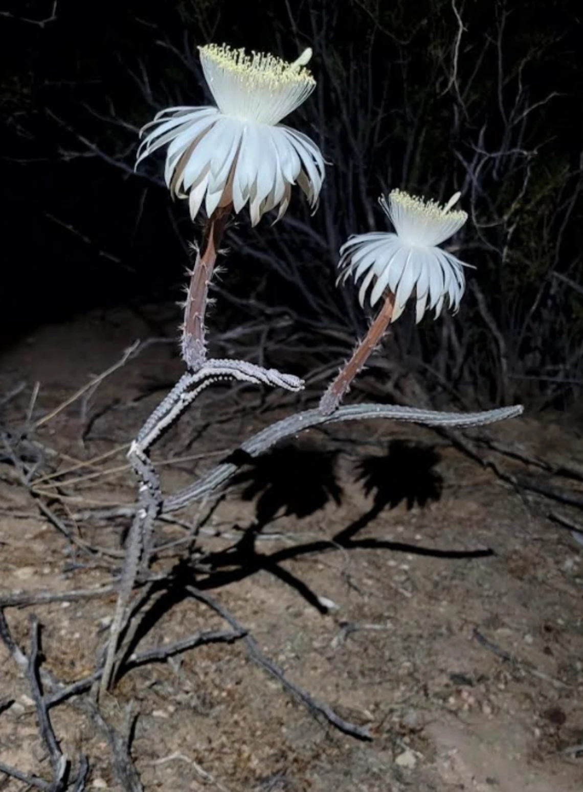 Peniocereus greggii full plant