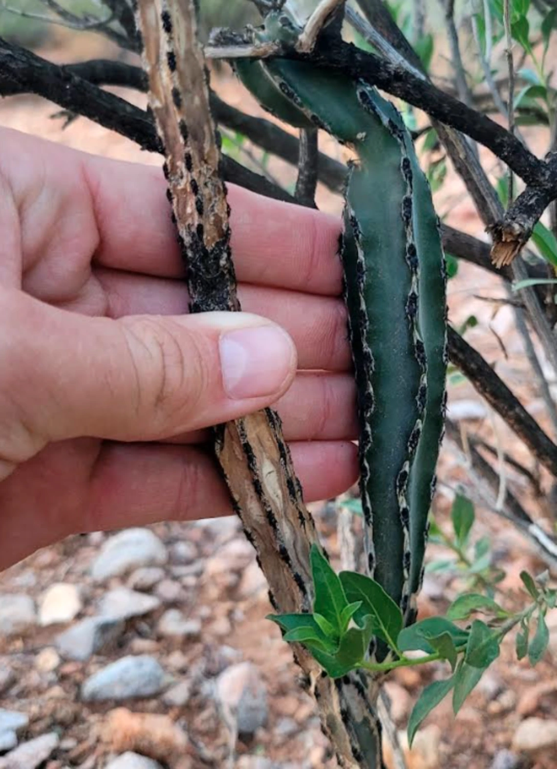 Peniocereus greggii stem