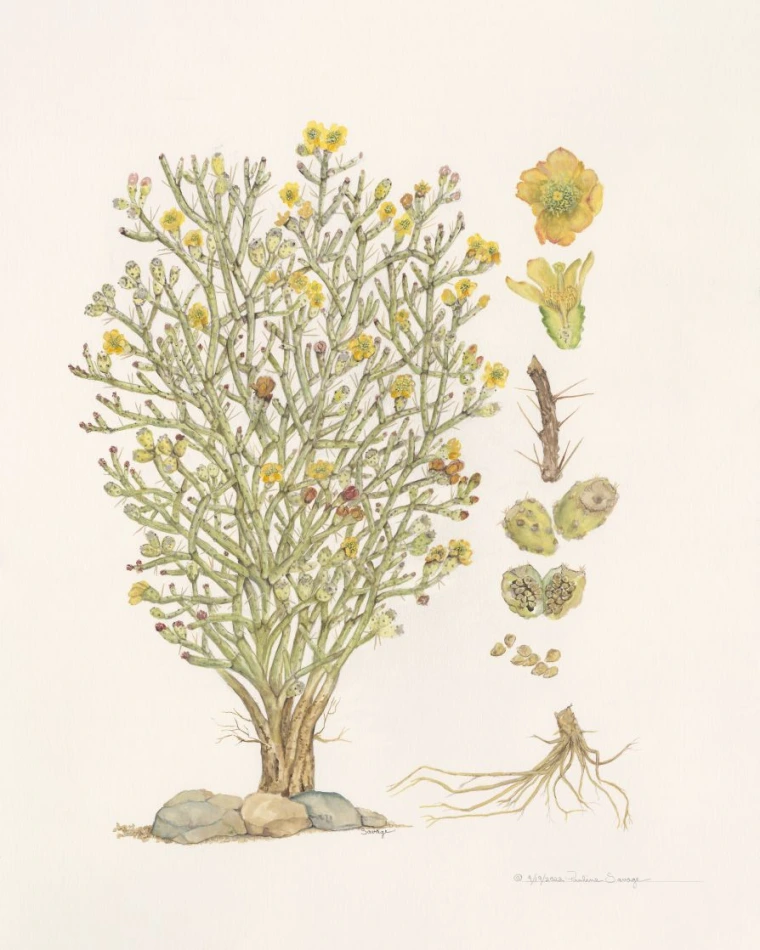 cyl arb