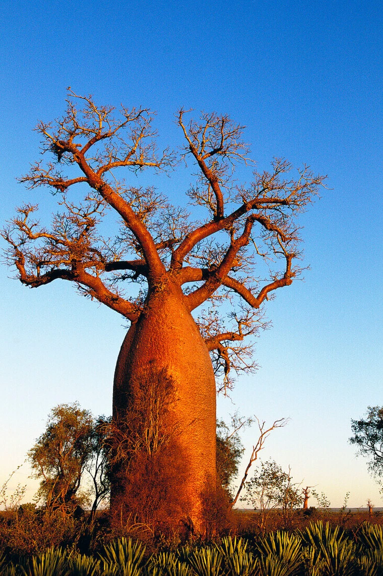 Generositree Tour 