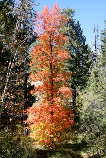 Acer gran