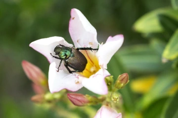 Nerium oleander
