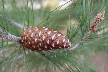 pin hal