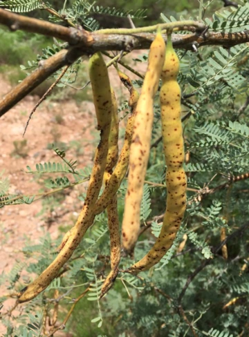 Snyder Preserve - Prosopis velutina fruit