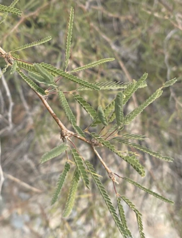Snyder Preserve - Prosopis velutina leaf