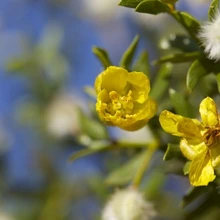 Larrea tridentata bloom