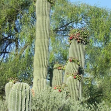 Krutch Garden Entrance