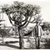 A young cadet in the Old Main cactus garden, circa 1890s.  All images courtesy Special Collections, the University of Arizona