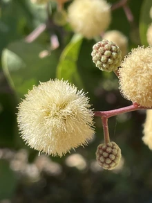 Senegallia crassifolia