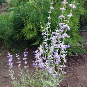 Russian Sage. 