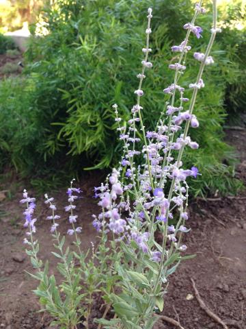 Russian Sage. 