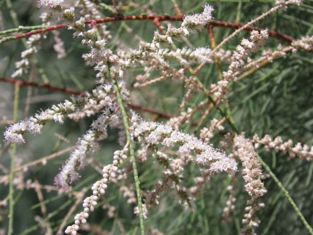 Tamarisk - Tamarix aphylla