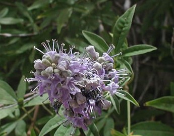 Monk’s pepper - Vitex agnus-castis