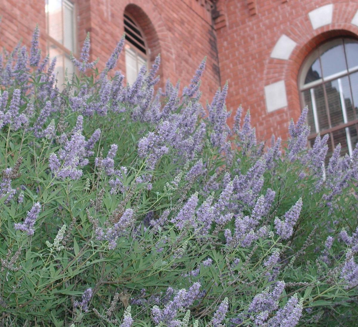 Vitex agnus castis